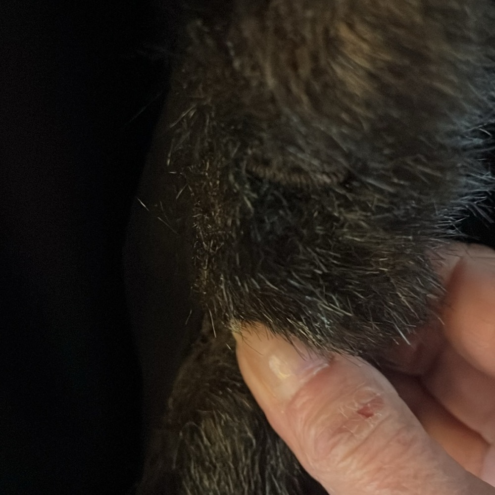 Gorgeous! Albert Nipon Faux Fur Wool Car Coat. Ch… - image 6